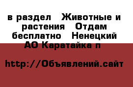  в раздел : Животные и растения » Отдам бесплатно . Ненецкий АО,Каратайка п.